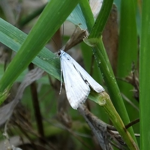 Cataclysta lemnata [L.]Em Nature.Guide de RikenMon