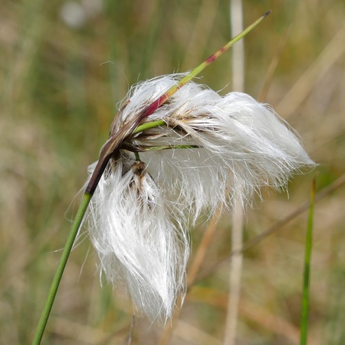 Cottongrasson RikenMon's Nature.Guide