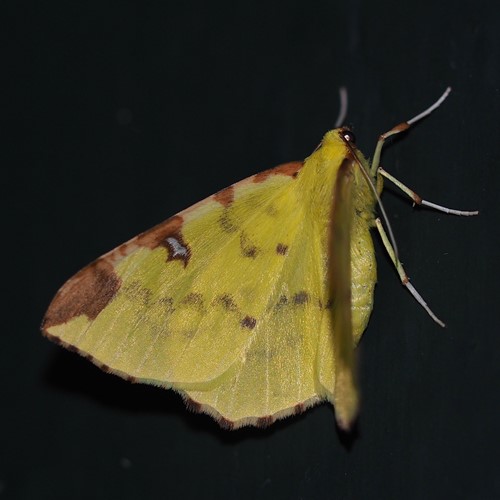 Brimstone mothon RikenMon's Nature.Guide