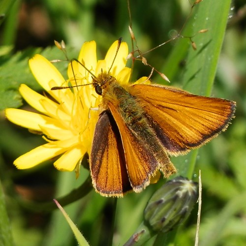 Essex skipperon RikenMon's Nature.Guide