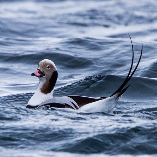 Long-tailed duckon RikenMon's Nature.Guide