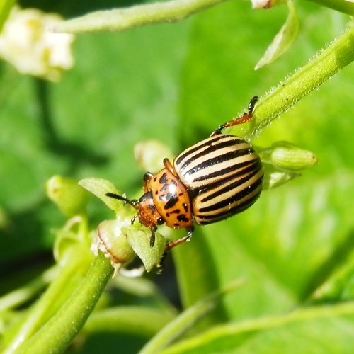 Colorado potato beetleon RikenMon's Nature.Guide
