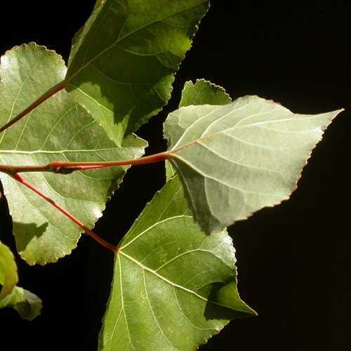 Black poplaron RikenMon's Nature.Guide