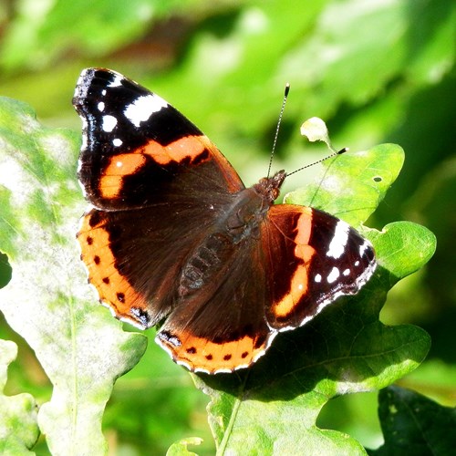 Red admiralon RikenMon's Nature.Guide