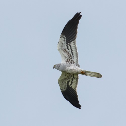 Montagu's harrieron RikenMon's Nature.Guide