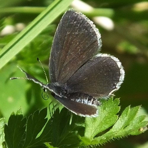 Small blueon RikenMon's Nature.Guide