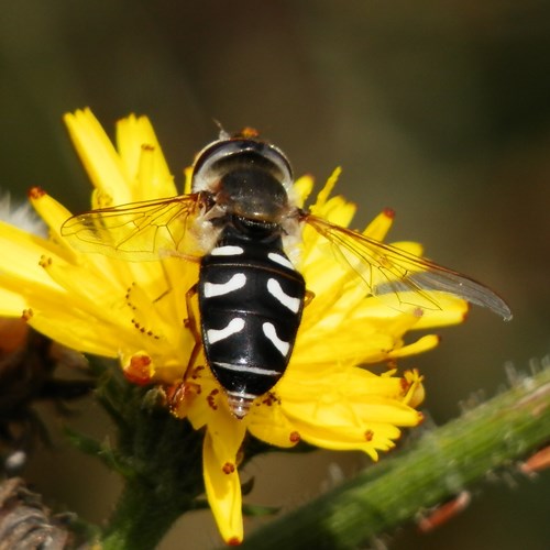 Scaeva pyrastri [L.]on RikenMon's Nature.Guide