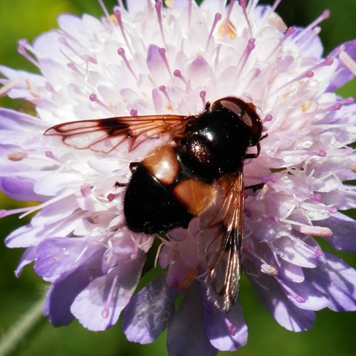 Pellucid Flyon RikenMon's Nature.Guide