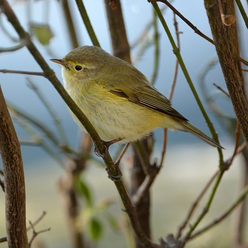 Chiffchaffon RikenMon's Nature.Guide