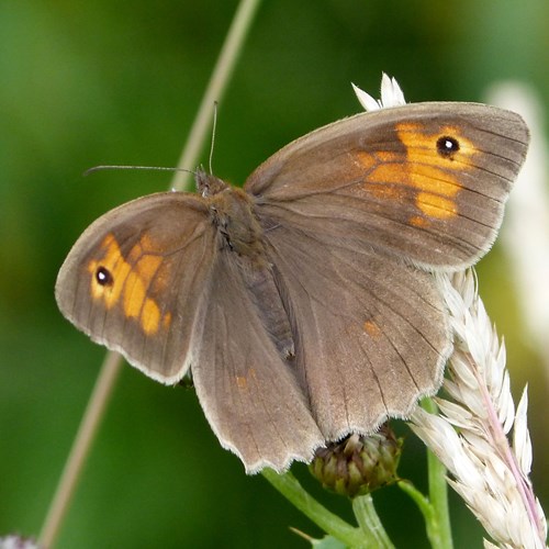 Meadow brownon RikenMon's Nature.Guide
