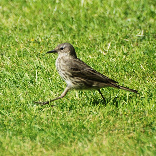 Meadow pipiton RikenMon's Nature.Guide