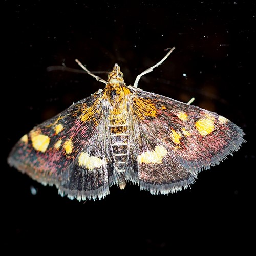 Mint mothon RikenMon's Nature.Guide