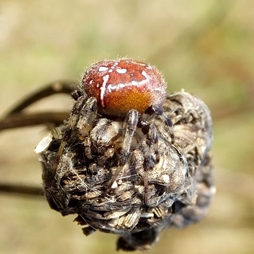 Four-spot orb-weaveron RikenMon's Nature.Guide