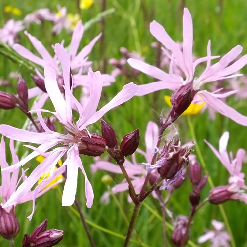 Ragged Robinon RikenMon's Nature.Guide