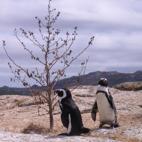 African penguinon RikenMon's Nature.Guide
