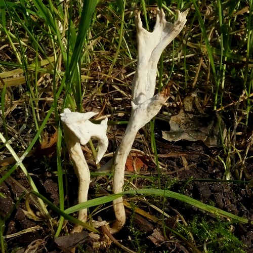 Clavulina rugosa [L.]Em Nature.Guide de RikenMon