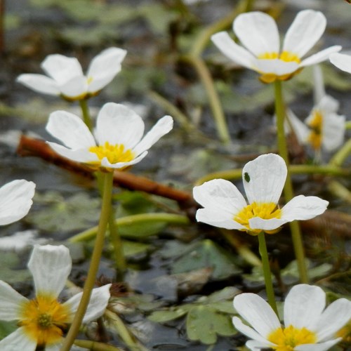 Pond Water-crowfooton RikenMon's Nature.Guide