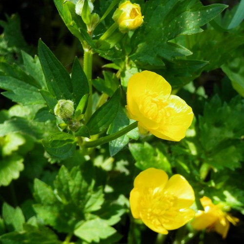 Creeping buttercupon RikenMon's Nature.Guide