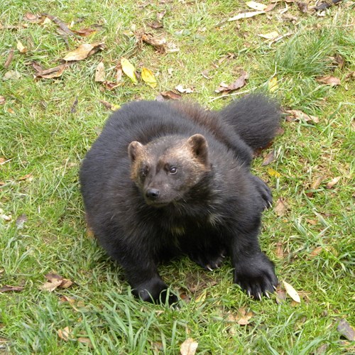 Wolverineon RikenMon's Nature.Guide