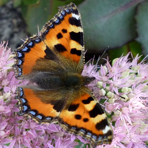 Small tortoiseshellon RikenMon's Nature.Guide