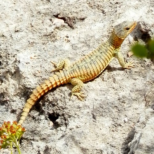Giant girdled lizardon RikenMon's Nature.Guide