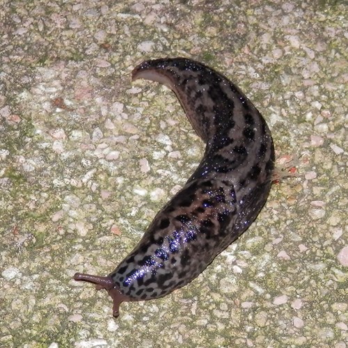 Leopard slugon RikenMon's Nature.Guide