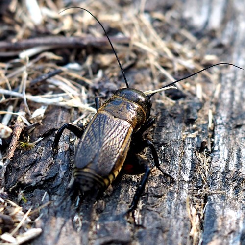 Field cricketon RikenMon's Nature.Guide
