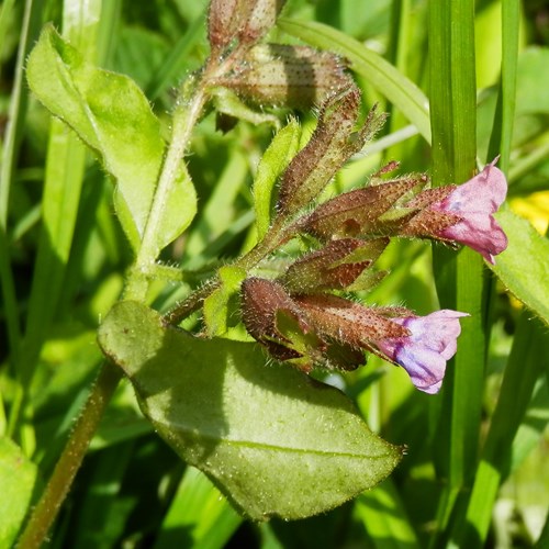 Pulmonaria mollis [L.]on RikenMon's Nature.Guide
