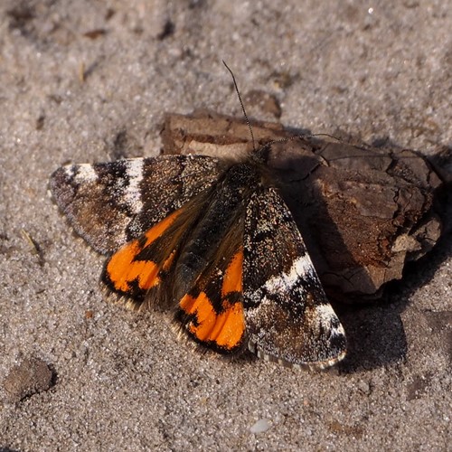 Orange Underwingon RikenMon's Nature.Guide