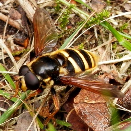 Sericomyia silentis [L.]on RikenMon's Nature.Guide