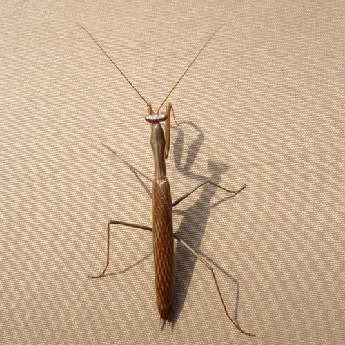European mantison RikenMon's Nature.Guide