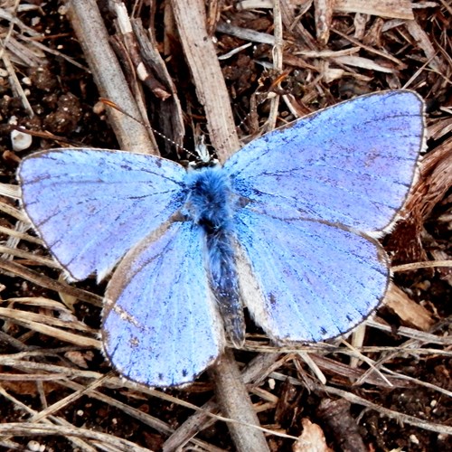 Alcon blueon RikenMon's Nature.Guide