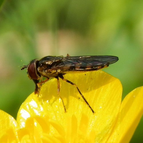 Chequered hoverflyon RikenMon's Nature.Guide
