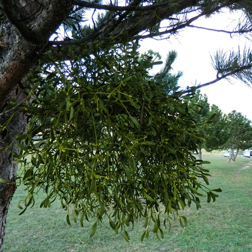 Muérdago blancoEn la Guía-Naturaleza de RikenMon