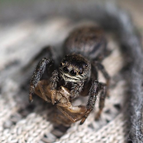 Evarcha arcuata [L.]on RikenMon's Nature.Guide