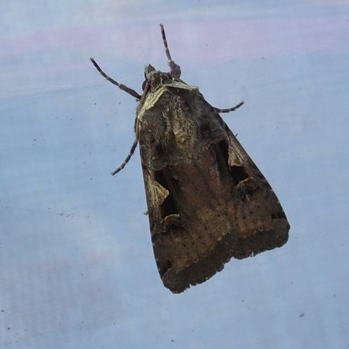 Setaceous hebrew characteron RikenMon's Nature.Guide