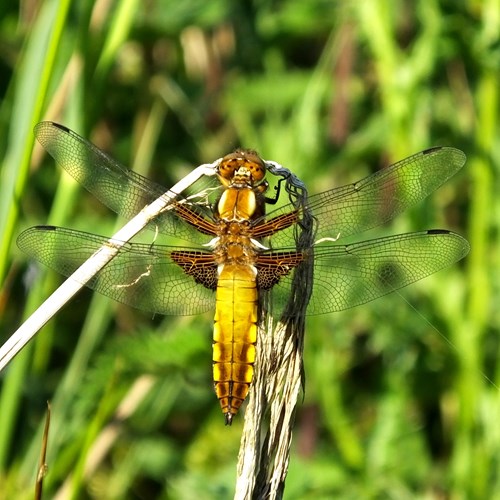 Broad-bodied Chaseron RikenMon's Nature.Guide
