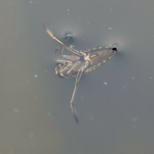 Greater water boatmanon RikenMon's Nature.Guide