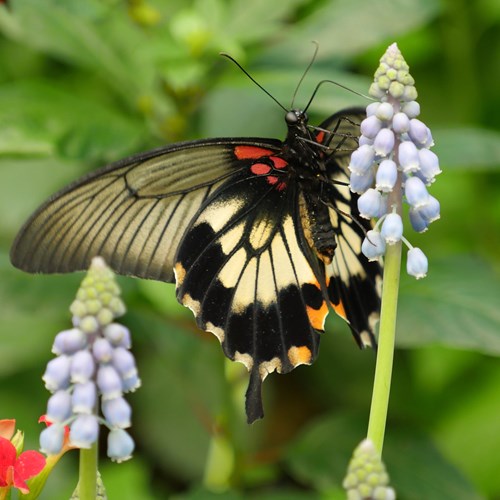 Asian Swallowtailon RikenMon's Nature.Guide