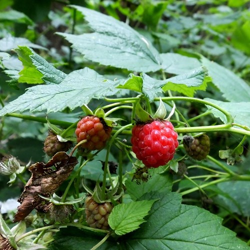 Raspberry on RikenMon's Nature.Guide