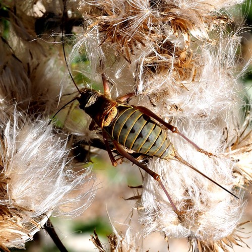 Saddle Bush-cricketon RikenMon's Nature.Guide
