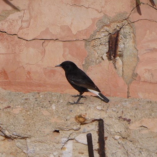 Black wheatearon RikenMon's Nature.Guide