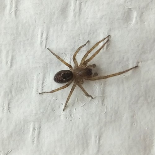 Domestic house spideron RikenMon's Nature.Guide