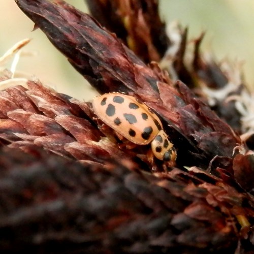 Anisosticta novemdecimpunctata [L.]on RikenMon's Nature.Guide