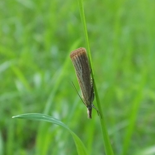 Garden grass-veneeron RikenMon's Nature.Guide