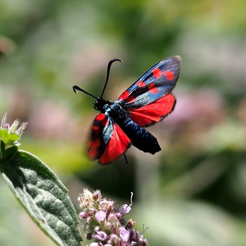 Zygaena transalpina [L.]on RikenMon's Nature.Guide