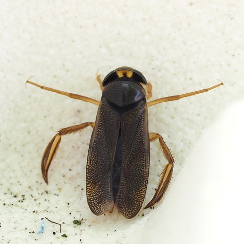 Lesser water boatmanon RikenMon's Nature.Guide