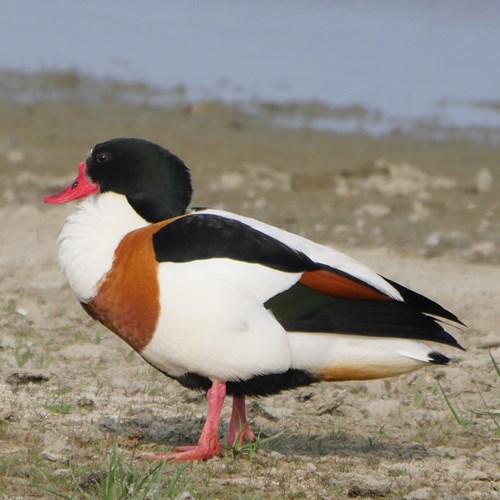 Shelduckon RikenMon's Nature.Guide