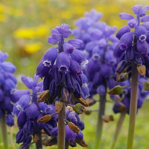 Grape hyacinthon RikenMon's Nature.Guide