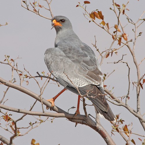 Pale chanting goshawkon RikenMon's Nature.Guide